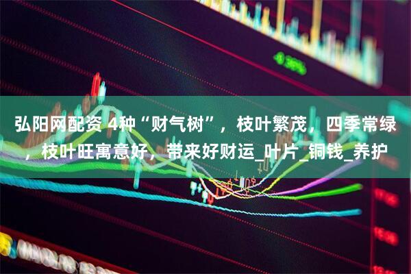弘阳网配资 4种“财气树”，枝叶繁茂，四季常绿，枝叶旺寓意好，带来好财运_叶片_铜钱_养护